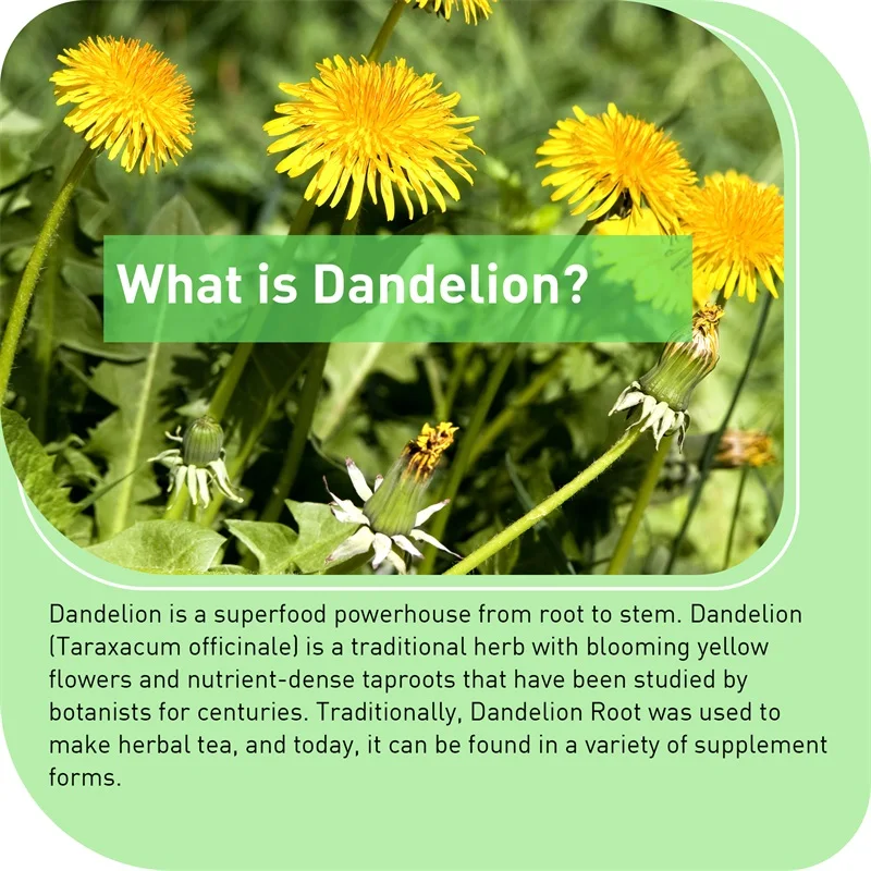 Dandelion Root Capsules - Pros - đánh giá và giá Home Bathroom With Urinal
